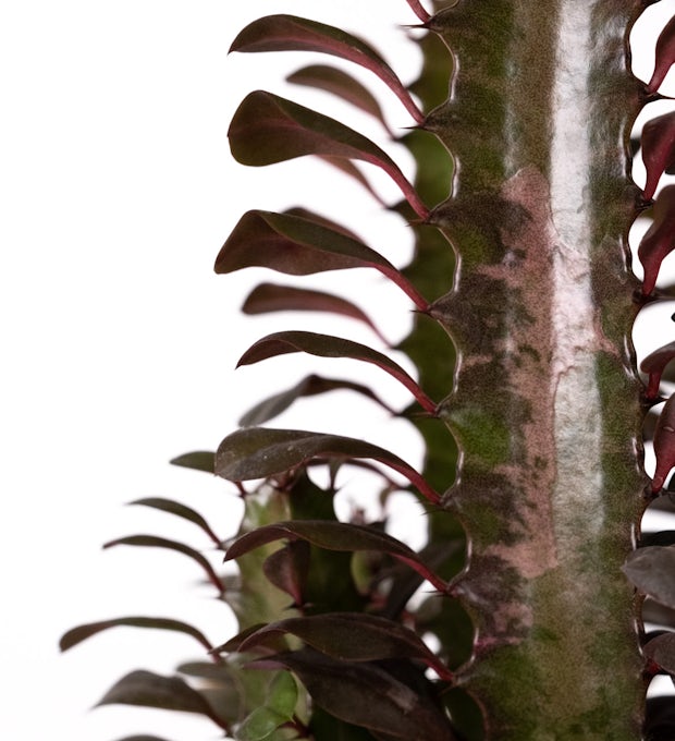 Euphorbia Baby