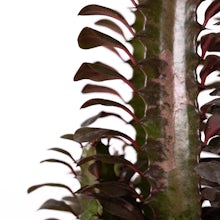 Euphorbia Baby