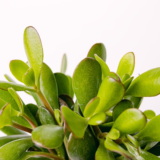 Acquistare Carassula ovata (Crassula Ovata)