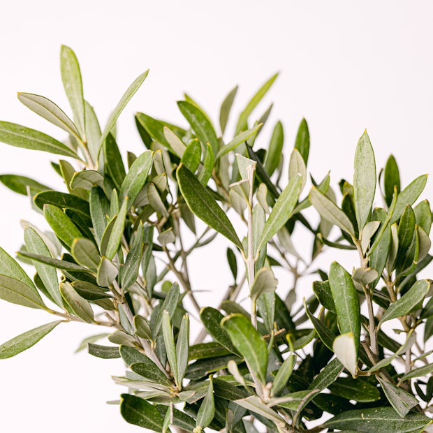 Olive tree - Olea europaea
