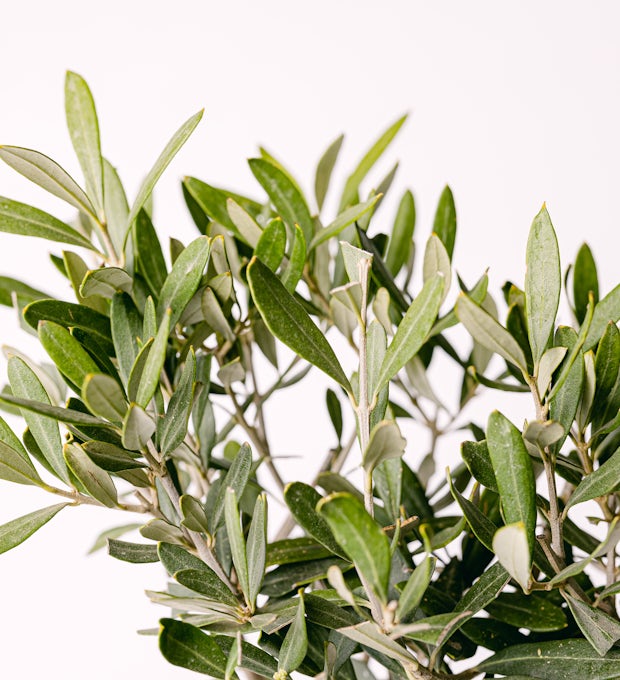 Olivenbaum - Glück und Wohlstand