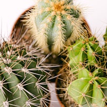 Unsterblicher Kaktus Trio