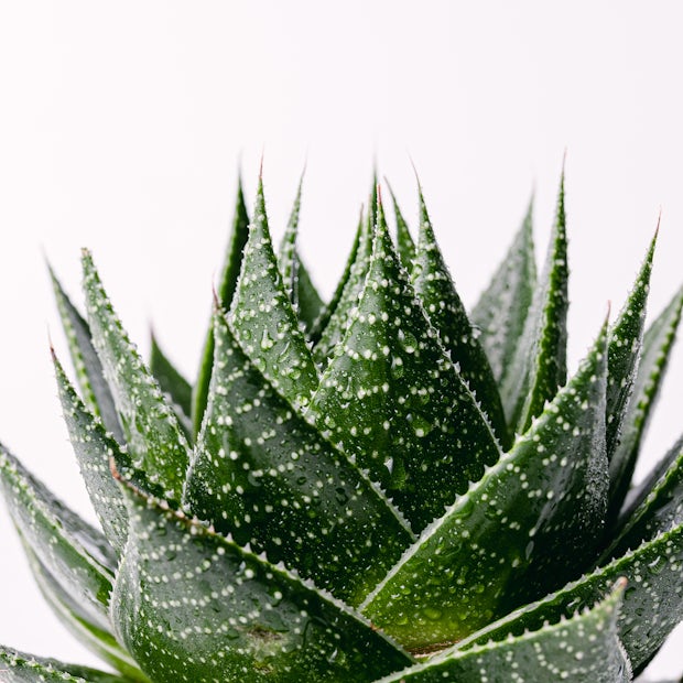 Aloe selvagem / Aloe pratensis