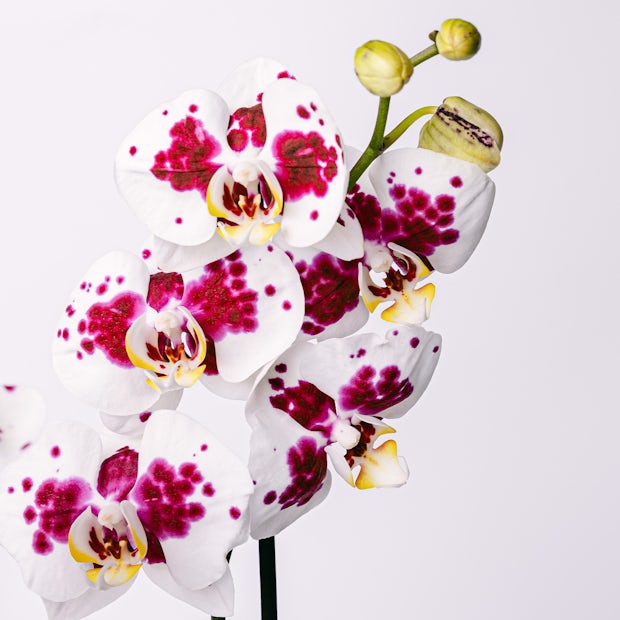 Orchidea tygrysia