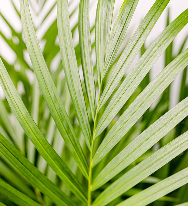 Areca-palme - luftrenser