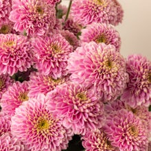 Chrysanthemum Snowball rosa