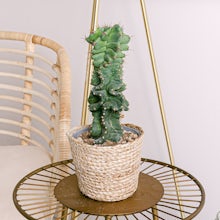 Spirale Kaktus