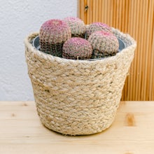 Cactus Arcoíris
