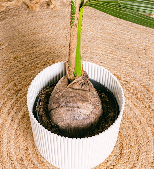 Albero di cocco
