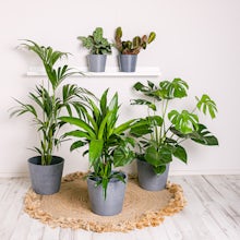 Set Productive Plants related pic