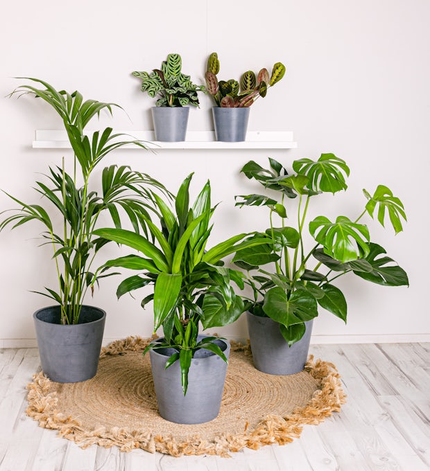 Set Productive Plants