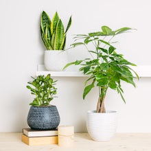 Trio de plantes porte-bonheur related pic
