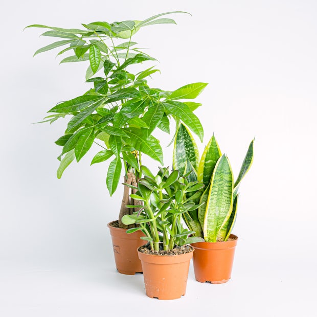 Trio roślin: Szczęście