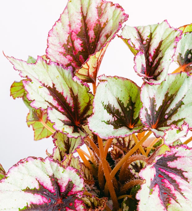 Begonia Beleaf Rex Odissi