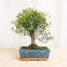 Bonsai Syzigium (5 years old) related pic