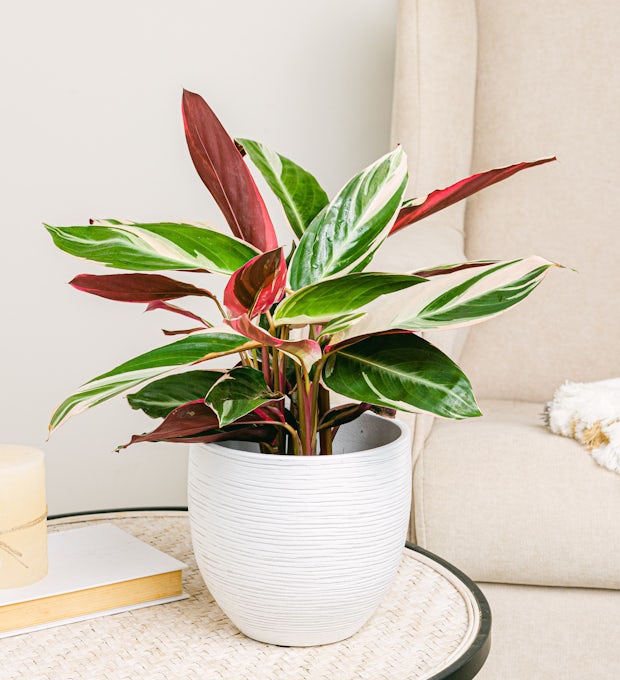 Calathea triostar