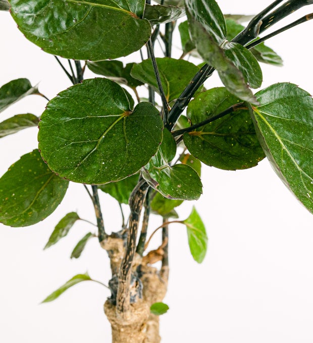 Arbusto Fabián - Planta medicinal