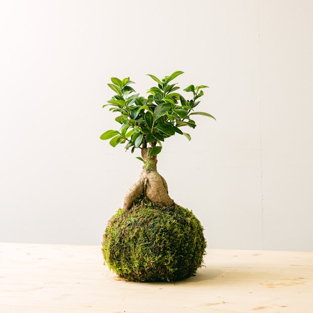 Ficus Bonsai Kokedama