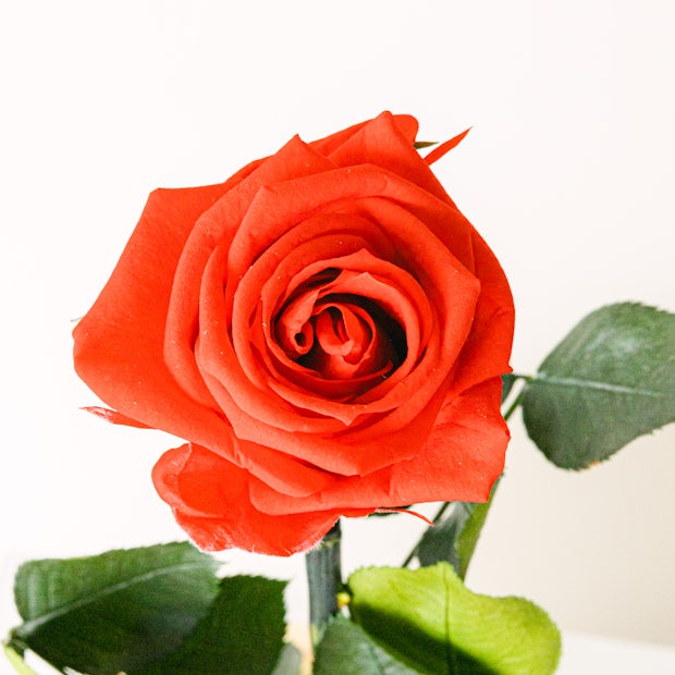 Garden Rose - Valentine's day