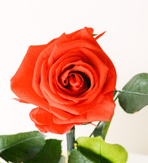 Rose - San Valentino