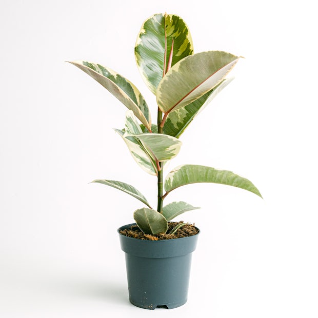 Ficus elastica tineke M