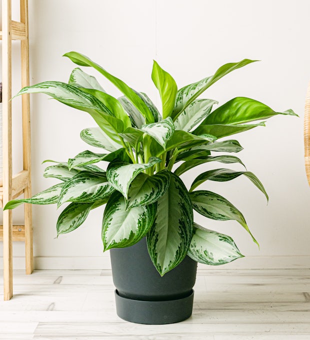 Aglaonema Baía de prata