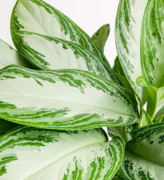 Aglaonema Baía de prata