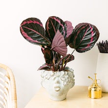 Calathea roosopicta related pic