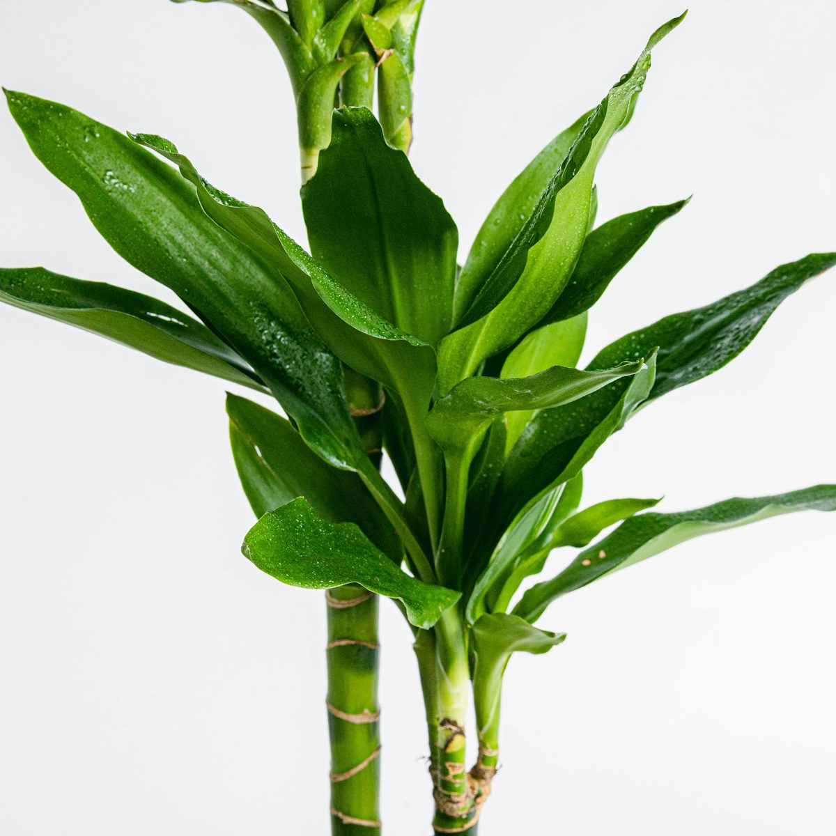 Dracaena Fragrans - Zierpflanze