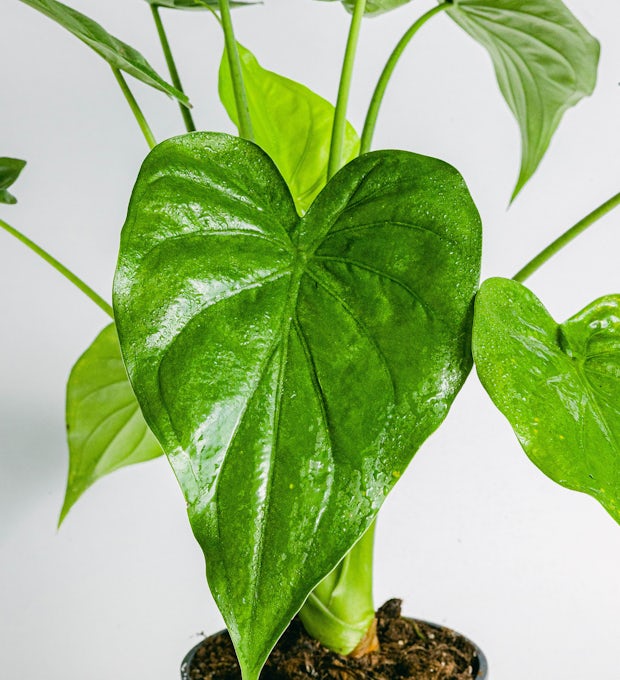 5 Modi per aumentare l'umidità per le nostre amiche piante – Piante in  Casa: cura piante in casa, approfondimenti piante da interno, piante da  esterno, piante grasse