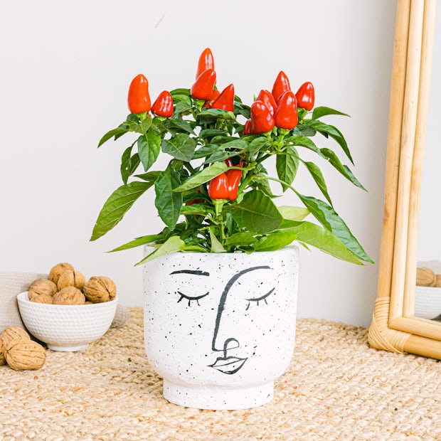 idea-station Pot de Fleur Plastique 6 x 12 cm - Anthracite - Cache Pot  Plante Interieur : : Jardin