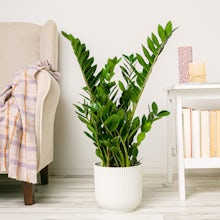 Zamioculcas related pic
