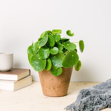 Pilea peperomioides related pic