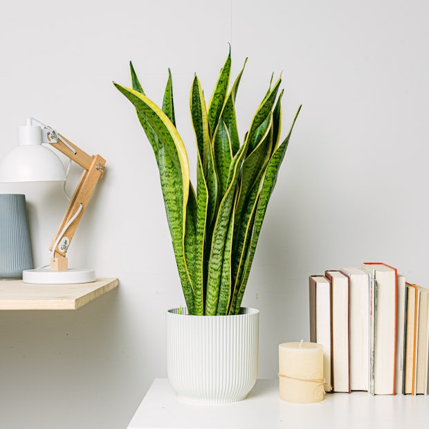 Acquistare Sansevieria - Purificatrice dell'aria (Sansevieria)