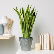 Sansevieria related pic