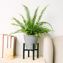 Acheter Set Green Lush - Plantes avec cache-pots pour le bureau - Livraison  express 