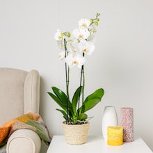 Белая орхидея related pic