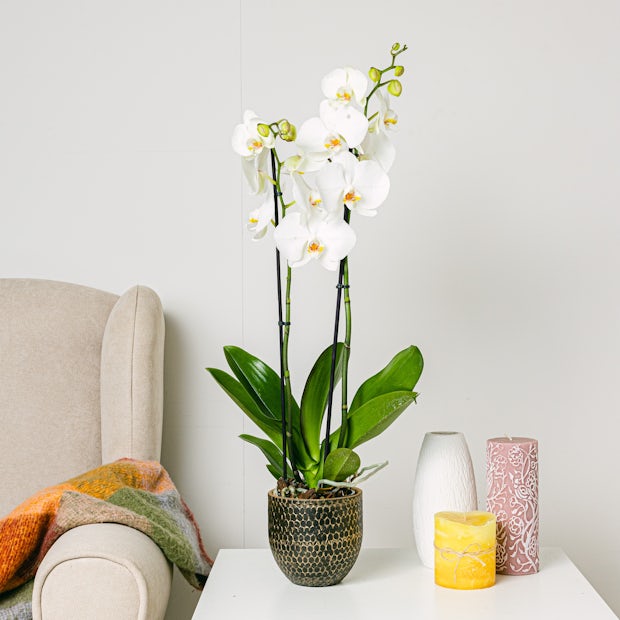 Buy online Orchidaceae - White Orchid Be.Green