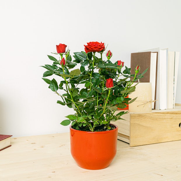 Acquistare Rosa Patiohit Red - Cespuglio di Rose Rosse Mini 