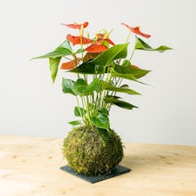 Kokedama Anthurie related pic