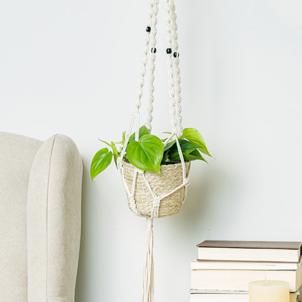Buy online Philodendron scandens