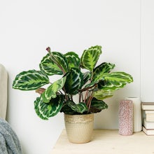 Calathea Medallion - Feuillage... related pic
