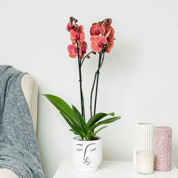 Cómo cuidar las orquídeas phalaenopsis: la guía definitiva para