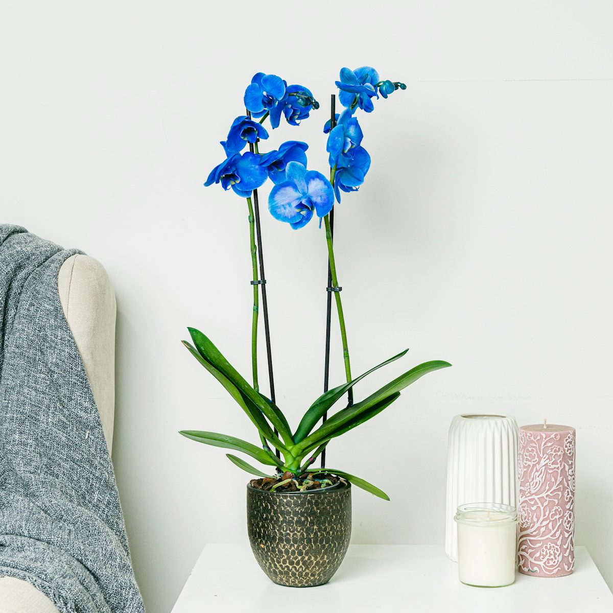 Niebieska Orchidea