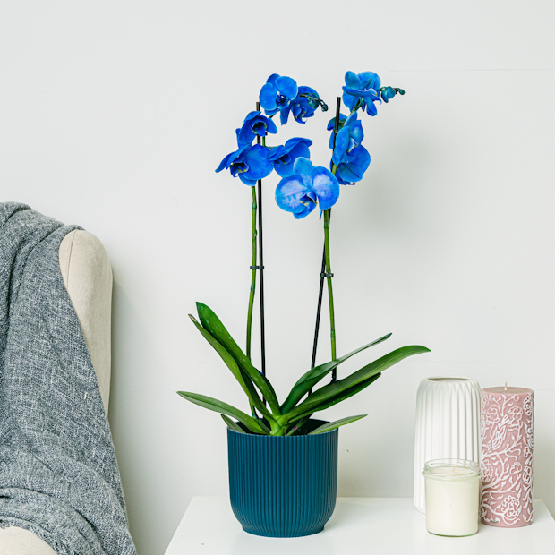 Wie Sie Ihr Wohnzimmer mit Pflanzen dekorieren 