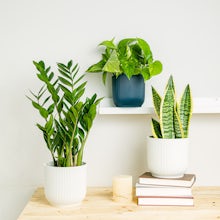 Plant Trio: Elegant Purifiers related pic