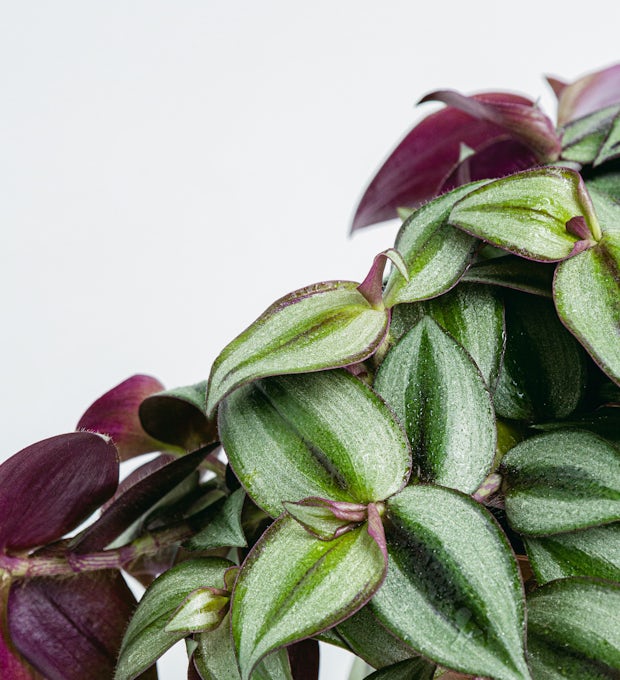 Tradescantia zebrina