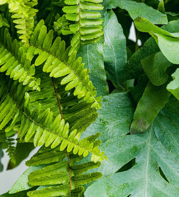 Duo of Ferns