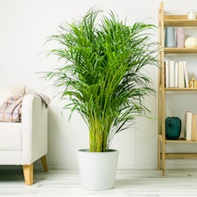 Areca Palm related pic