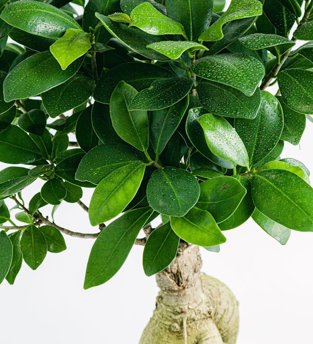 Ficus Ginseng